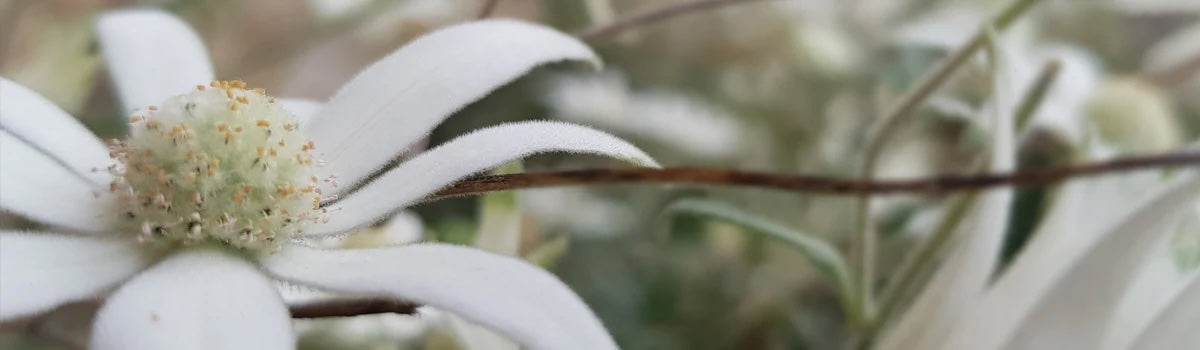 White Flannel Flower Collection