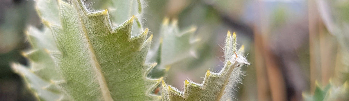 Ingredient: Banksia
