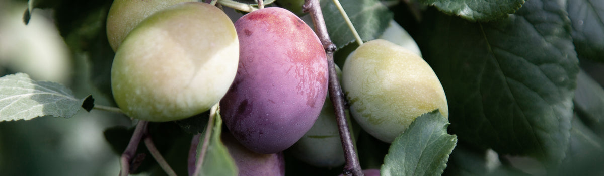 Ingredient: Davidson Plum