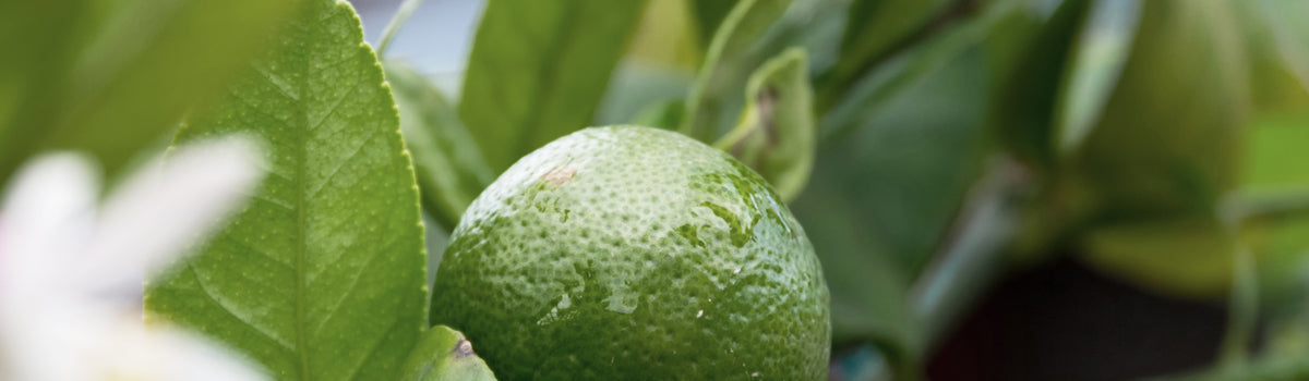 Ingredient: Desert Lime