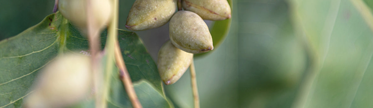 Ingredient: Kakadu Plum