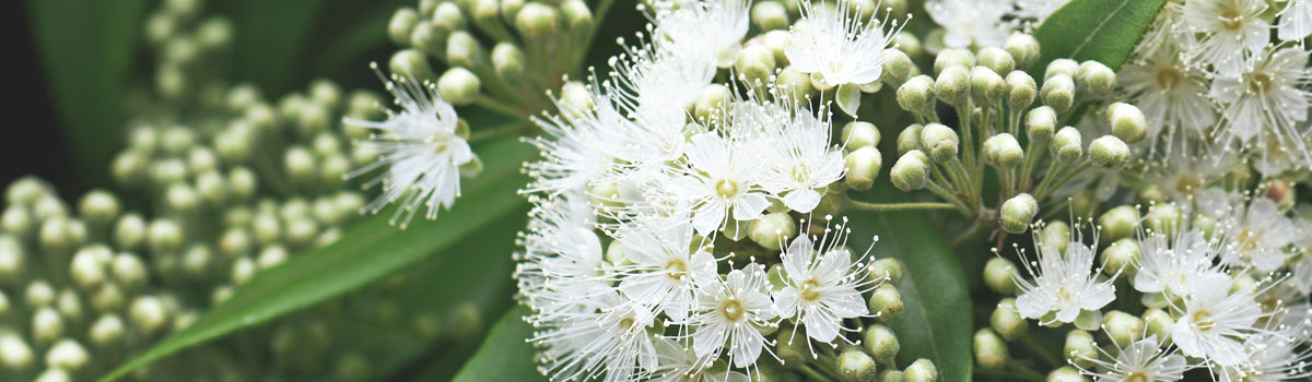 Ingredient: Lemon Myrtle