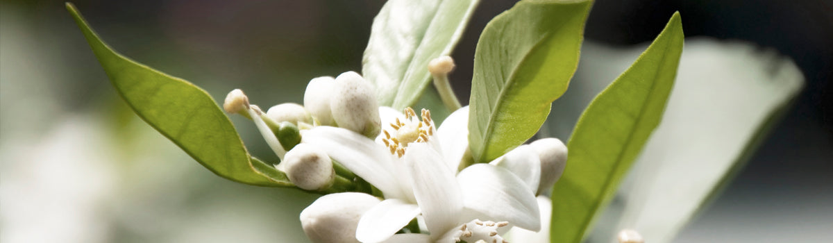 Ingredient: Neroli