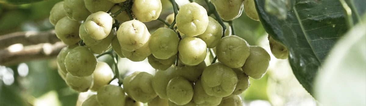 Ingredient: Rainforest Lemon