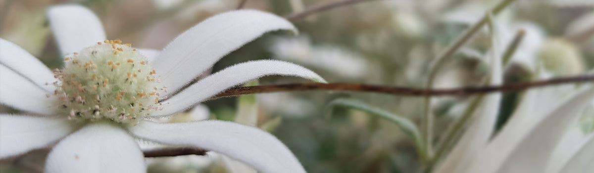 Ingredient: White Flannel Flower