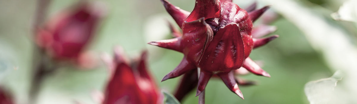 Ingredient: Wild Hibiscus (Rosella)