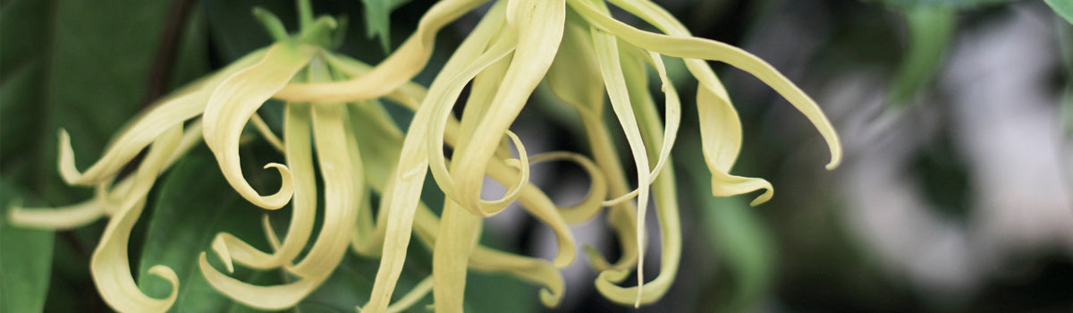 Ingredient: Ylang Ylang